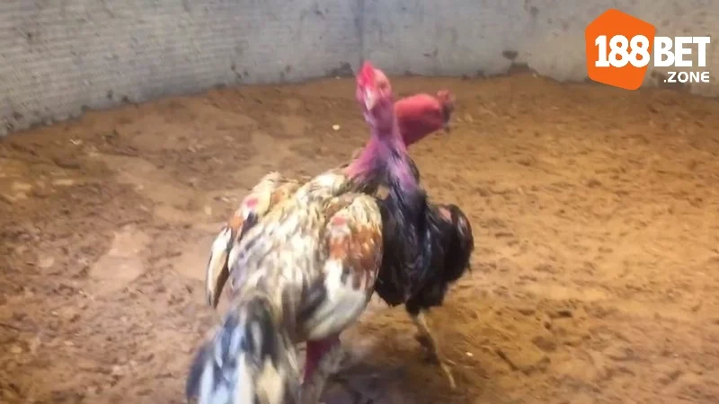 Soi Kèo Gà Chọi: Thưởng Thức Những Cuộc Đọ Sức Số 1 3 Các loại hình đá gà phổ biến được ưa chuộng tại 188Bet