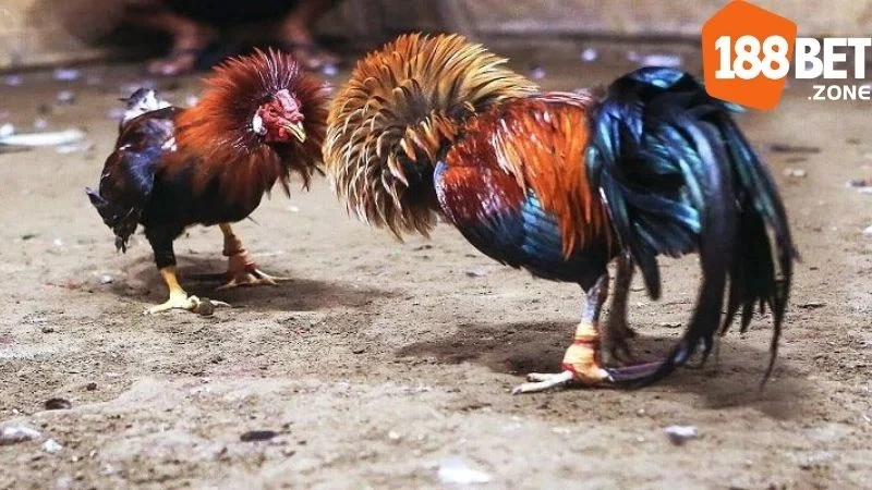 Chia sẻ kinh nghiệm cá cược đá gà trực tuyến từ cao thủ 188BET 4 Duy trì sự bình tĩnh và quan sát chiến thuật gà chiến