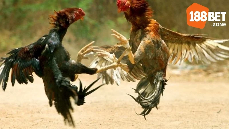 Soi Kèo Gà Chọi: Thưởng Thức Những Cuộc Đọ Sức Số 1 2 Tổng quan về Đá gà 188Bet
