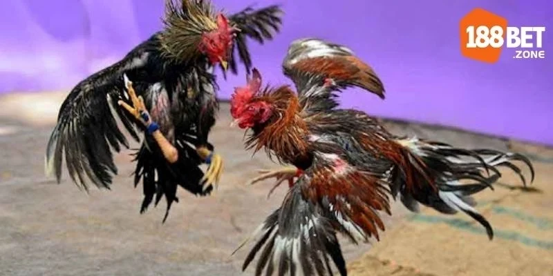 Giới thiệu tổng quan về sảnh đá gà 188Bet